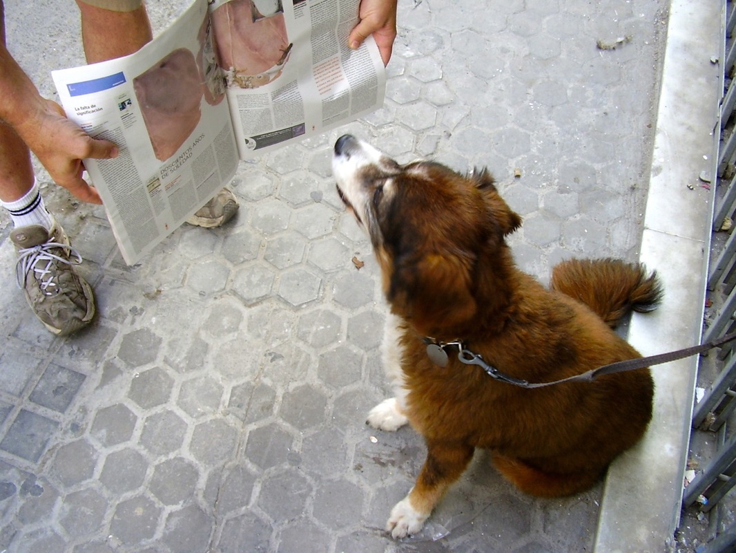 Pet travel, Seville, Spain, dog, living abroad, retire abroad