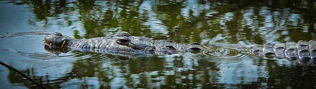 Belize crocodile hoping to dine on tourists / EnjoyLivingAbroad.com