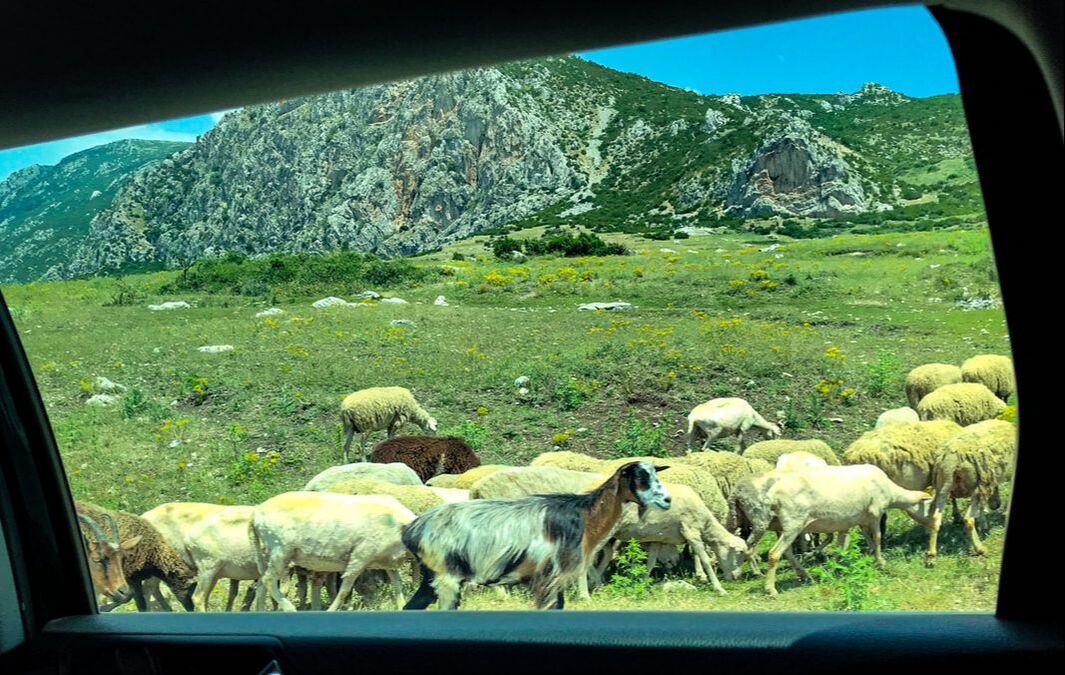 Sheep and goats / Albania: Your Next Vacation Destination? / Karen McCann / EnjoyLivingAbroad.com