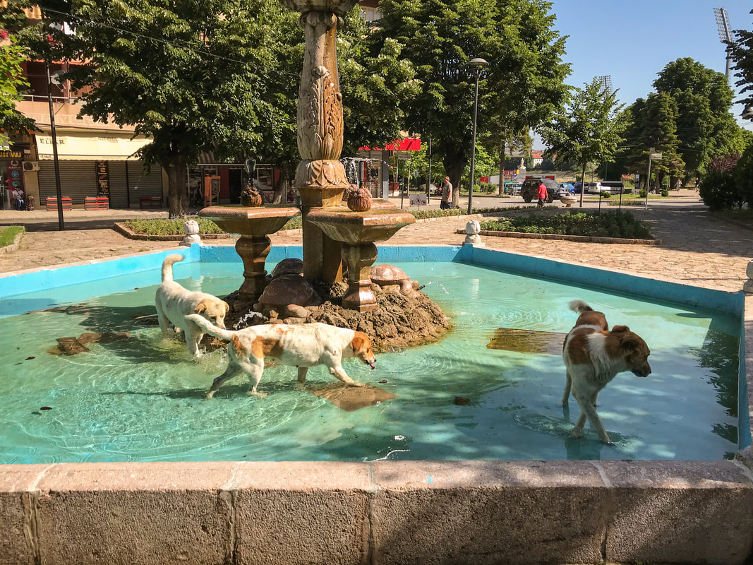 Packing, Food, Comfort: Lessons from 100 Days on the Road / Albanian dogs dancing in a fountain / Karen McCann / EnjoyLivingAbroad.com