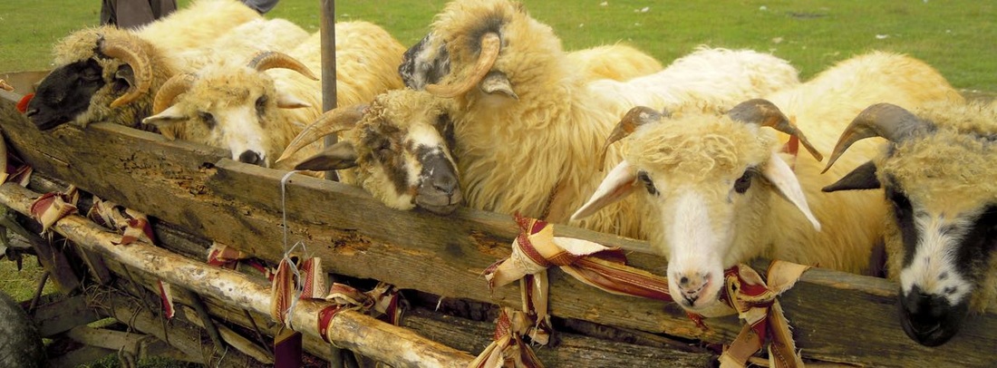 Karen McCann | Romanian sheep at farmer's market | Maramures, Romainia