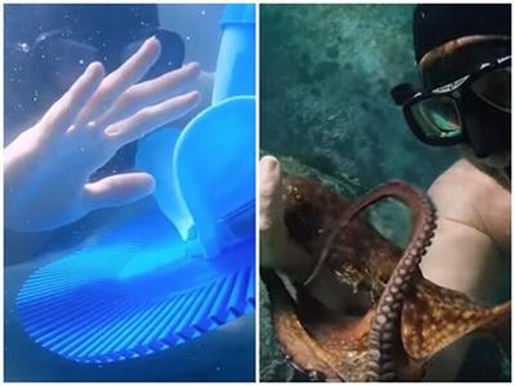 My Octopus Teacher / My Kreepy Teacher  / 2021: it just gets goofier / Karen McCann / EnjoyLivingAbroad.com