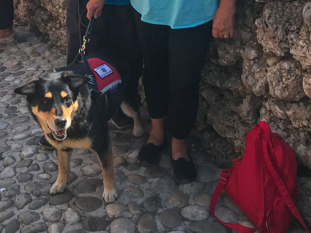 Scout, the world's best service dog / Packing, Food, Comfort: Lessons from 100 Days on the Road / Goofy Mostar hotel / Karen McCann / EnjoyLivingAbroad.com