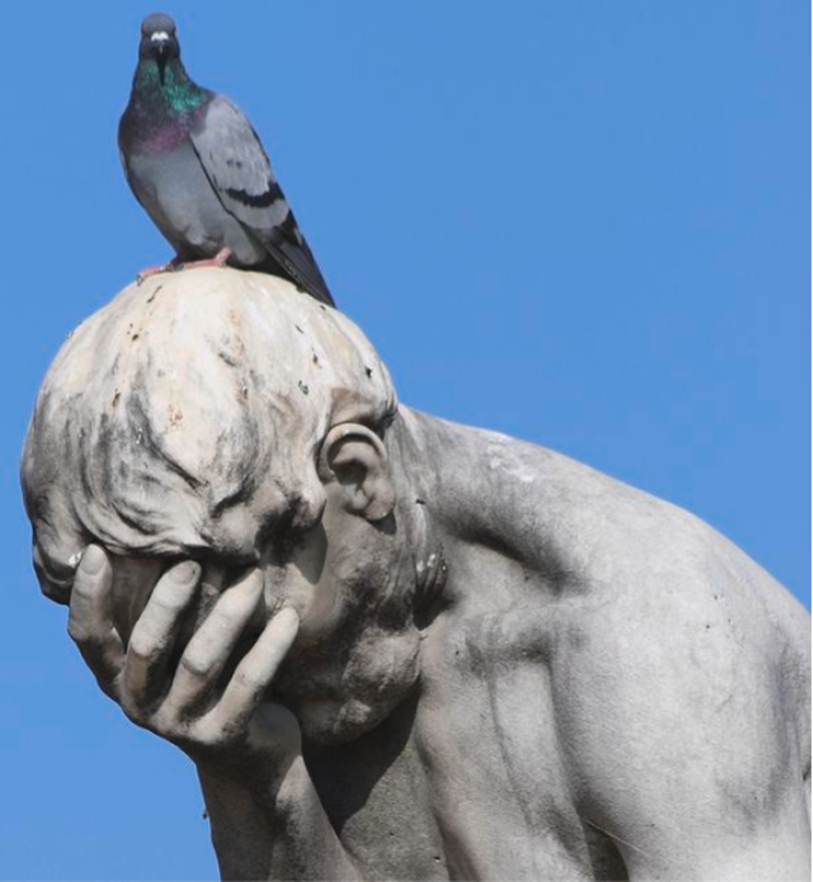 Pigeons: Smarter than Politicians? / Karen McCann / EnjoyLivingAbroad.com