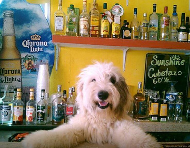 Dog Roadhouse Tavern Bar / Karen McCann / EnjoyLivingAbroad.com